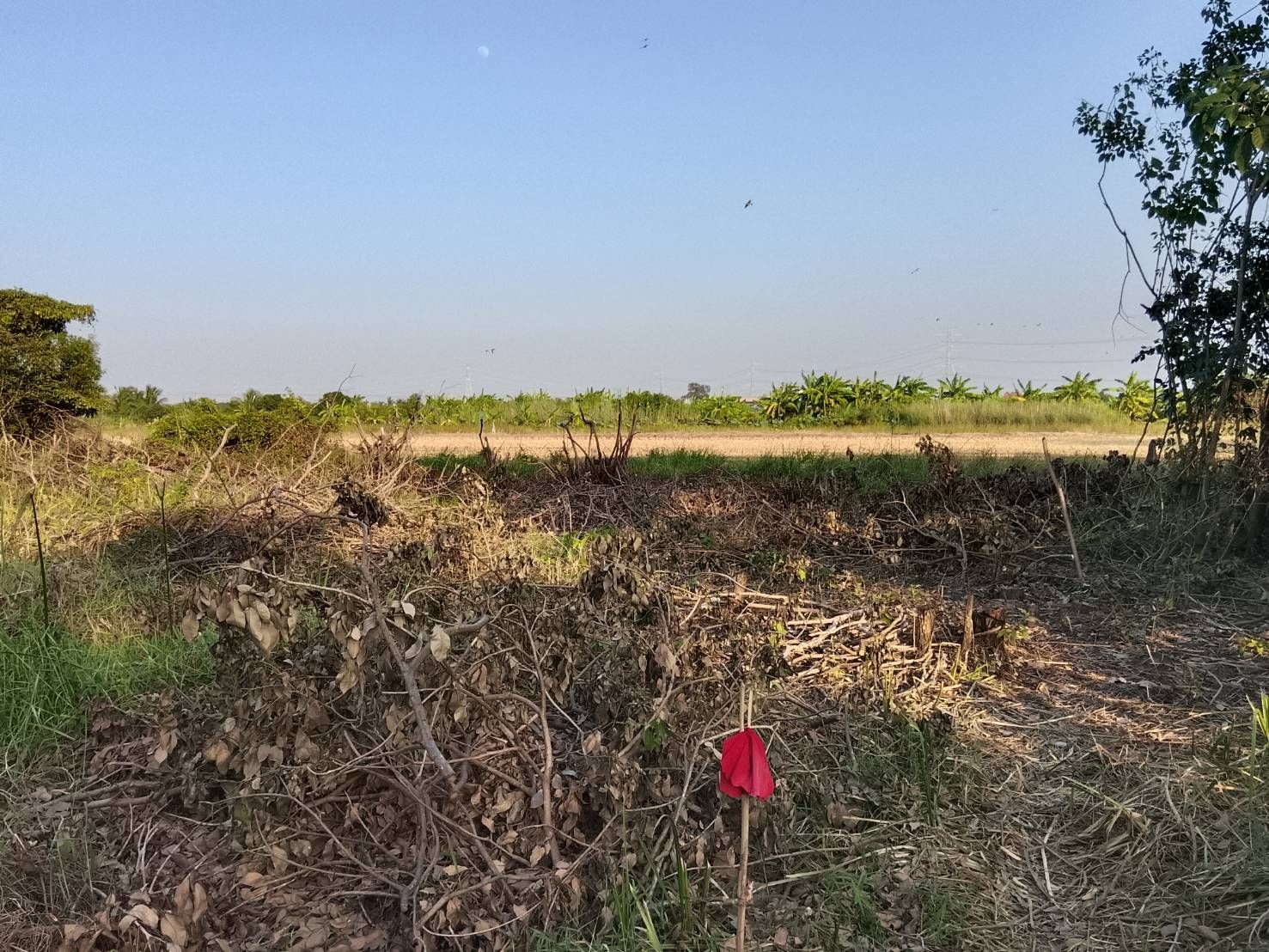 ขายที่ดินปทุมฯ สามโคก ที่ดิน 2 โฉนดติดกัน
