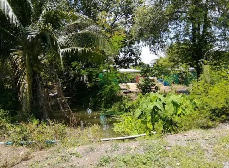 ที่ดินเปล่าปทุมธานี จ.ปทุมธานี อ.หนองเสือ 39-3-97.5 ไร่