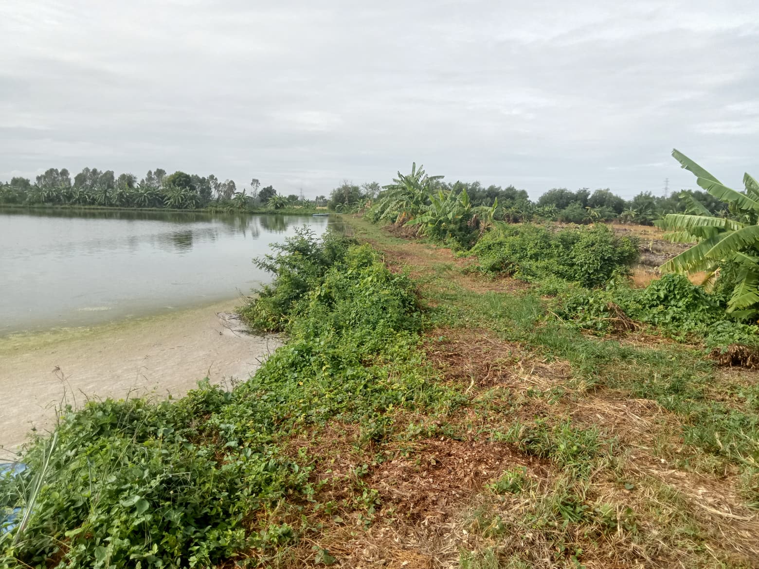 ขายที่ดิน หนองเสือ ปทุมธานี 30-3-99