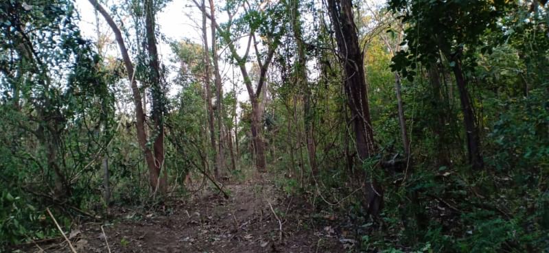 ที่ดินสวนป่า ตาก 6-2-61