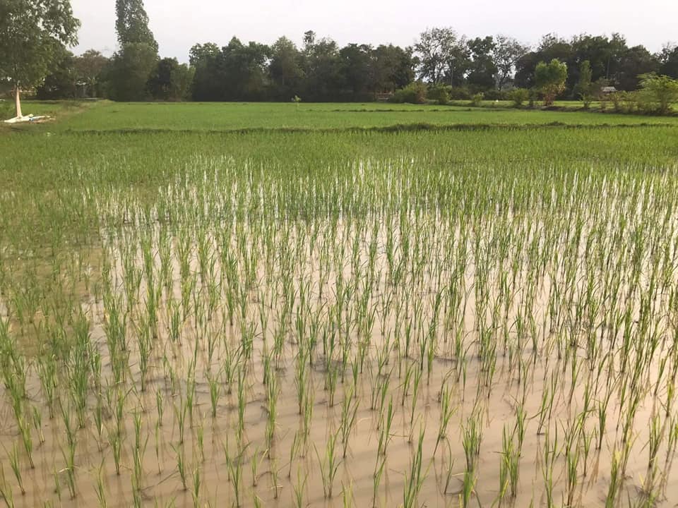 ที่ดินทุ่งนา ติดบึงท่าช้าง มีคลองส่งน้ำ อุบลราชธานี 10-2-70.2 ไร่