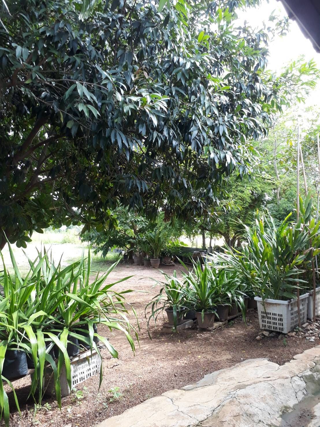 ขายที่ดินประจวบคีรีขันธ์ อำเภอปราณบุรี ที่ดินทำเลดี แถมฟรี!! บ้าน ที่ดินติดถนนเพชรเกษม ใกล้โรงเรียนหนองหอย แหล่งอำนวยความสะดวกรอบด้าน 
