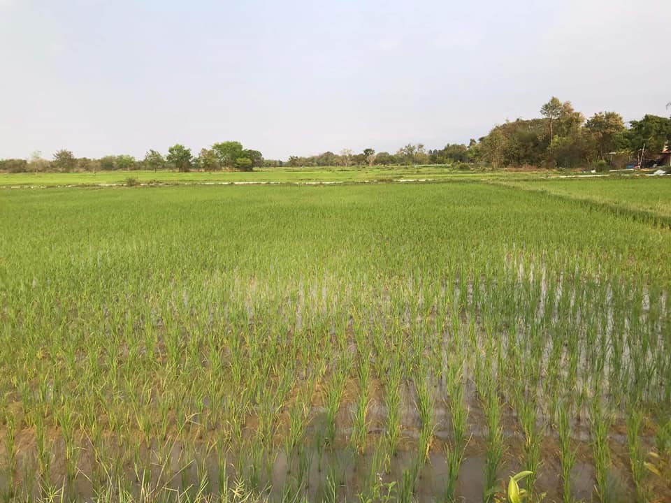 ที่ดินทุ่งนา ติดบึงท่าช้าง มีคลองส่งน้ำ อุบลราชธานี 10-2-70.2 ไร่