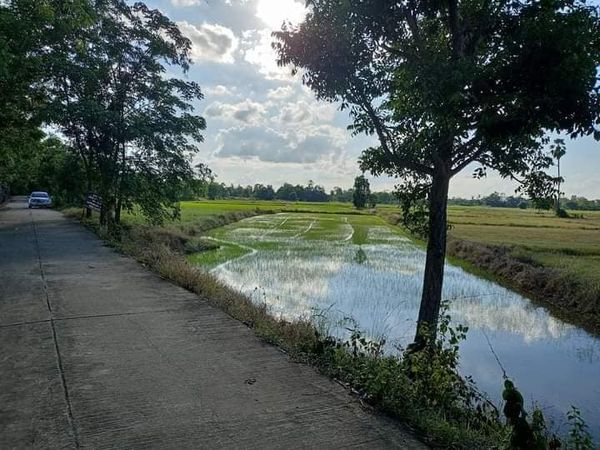 ที่ดินติดถนนคอนกรีต หมู่ที่ 5 ตำบลบ้านกร่าง สุโขทัย 8-1-95.2