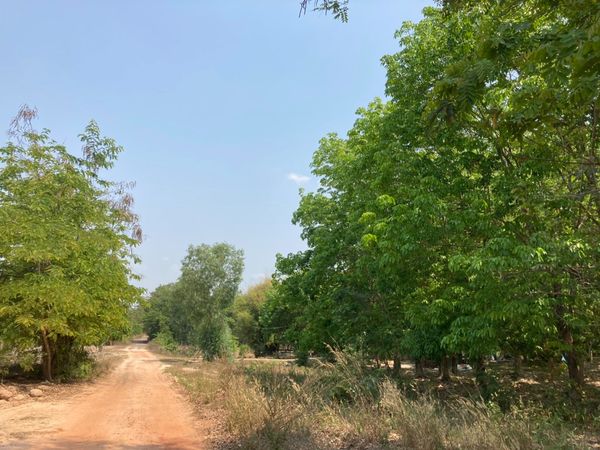ที่ดินสวนยาง บรรยากาศธรรมชาติ อุบล 10 ไร่