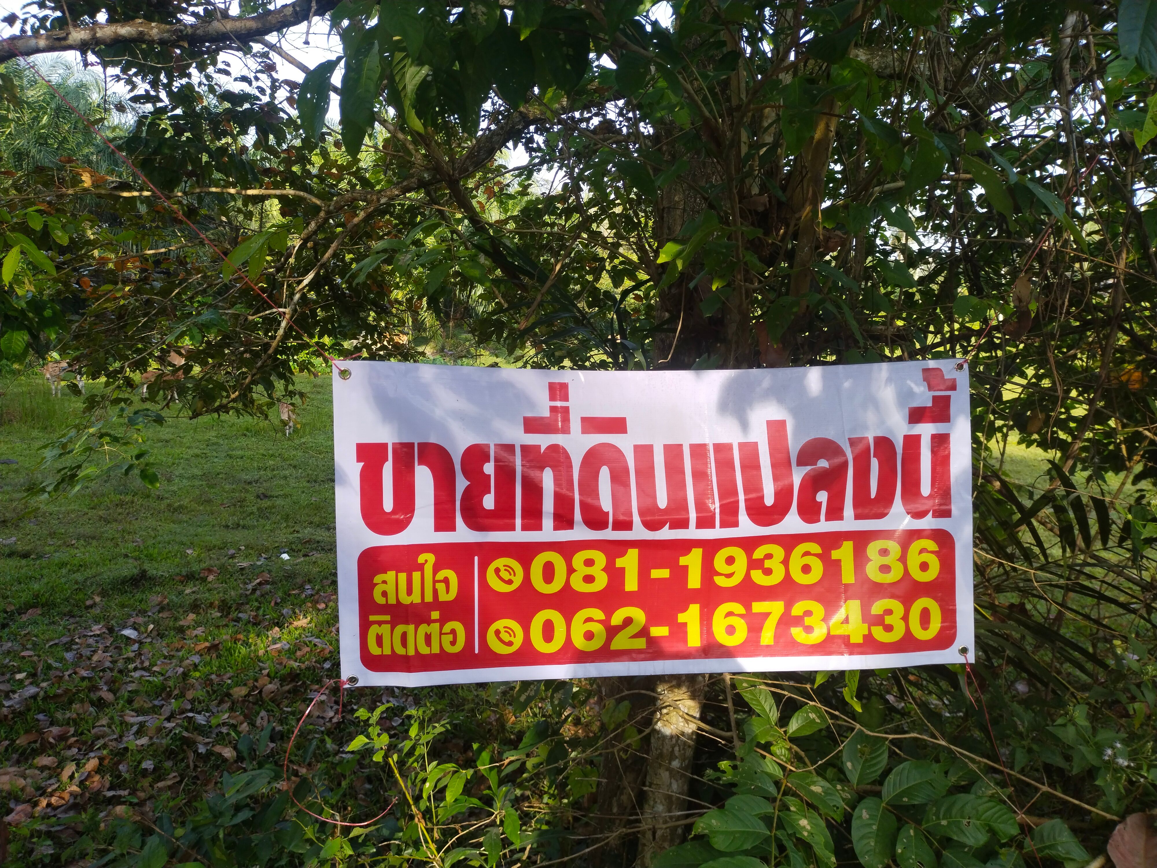 ขายที่ดิน ยะลา 1-2-67 ไร่