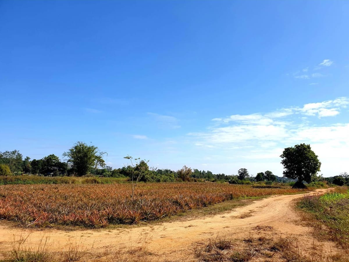 ขายที่ดิน 35 ไร่ ที่สวย บรรยากาศดี 