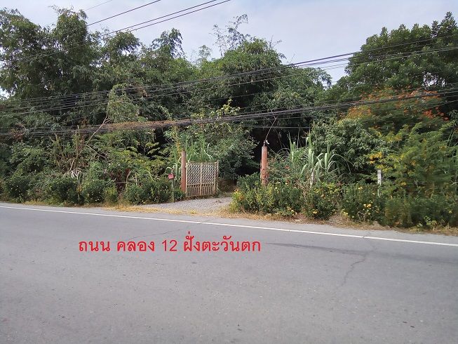 ขายที่ดิน 39 ไร่ คลอง 12 หนองเสือ ติดถนน 4 ด้าน พร้อมสวนปาล์ม