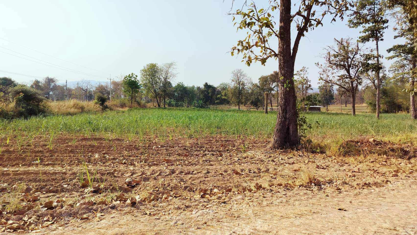 ขายที่ดิน 7 ไร่ บ้านโคกมั่งงอย
