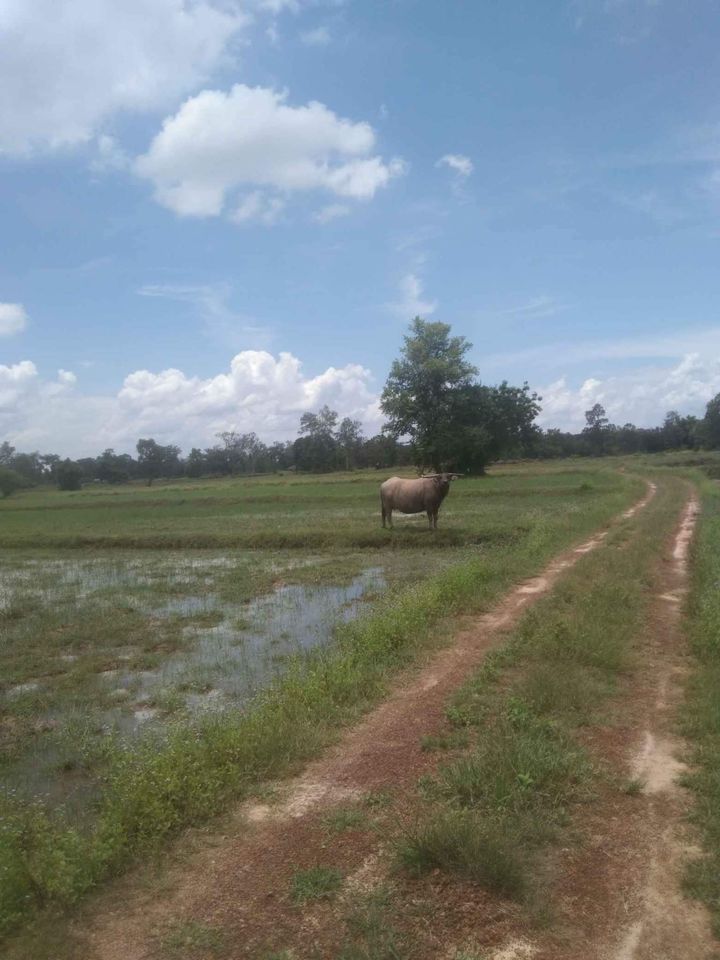 ที่นาแบ่งขาย 4ไร่ วาริน อุบลราชธานี 
