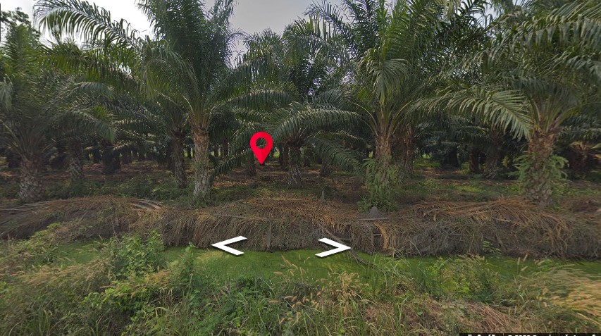 ขายที่ดินปทุมฯ หนองเสือ 3-0-0