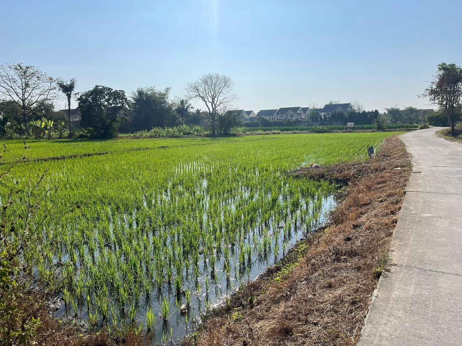 ขายที่ดิน ท้องนา ที่เศรษฐกิจ สันทราย เชียงใหม่ 1-2-75 ไร่