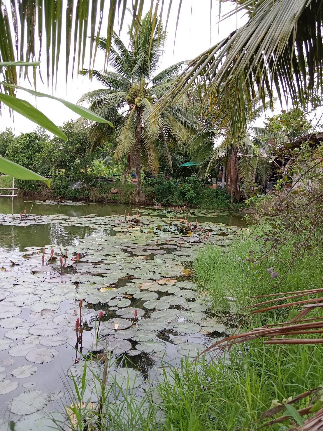 ขายที่ดินสวนมะพร้าวน้ำหอม อ.เมืองราชบุรี จ.ราชบุรี 11-3-63.1