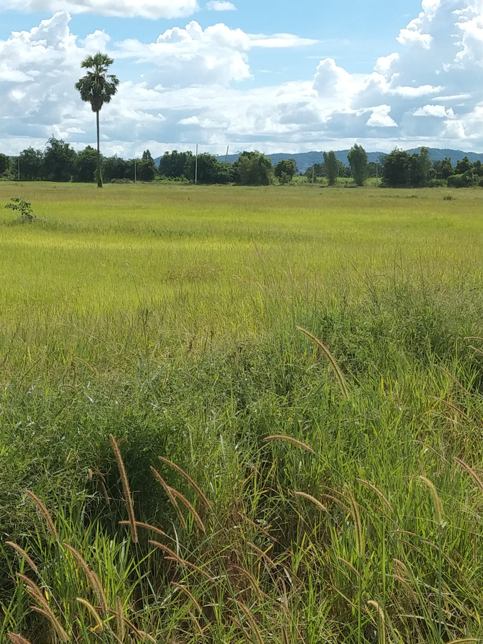 ขายที่ดิน สุพรรณบุรี 10 ไร่