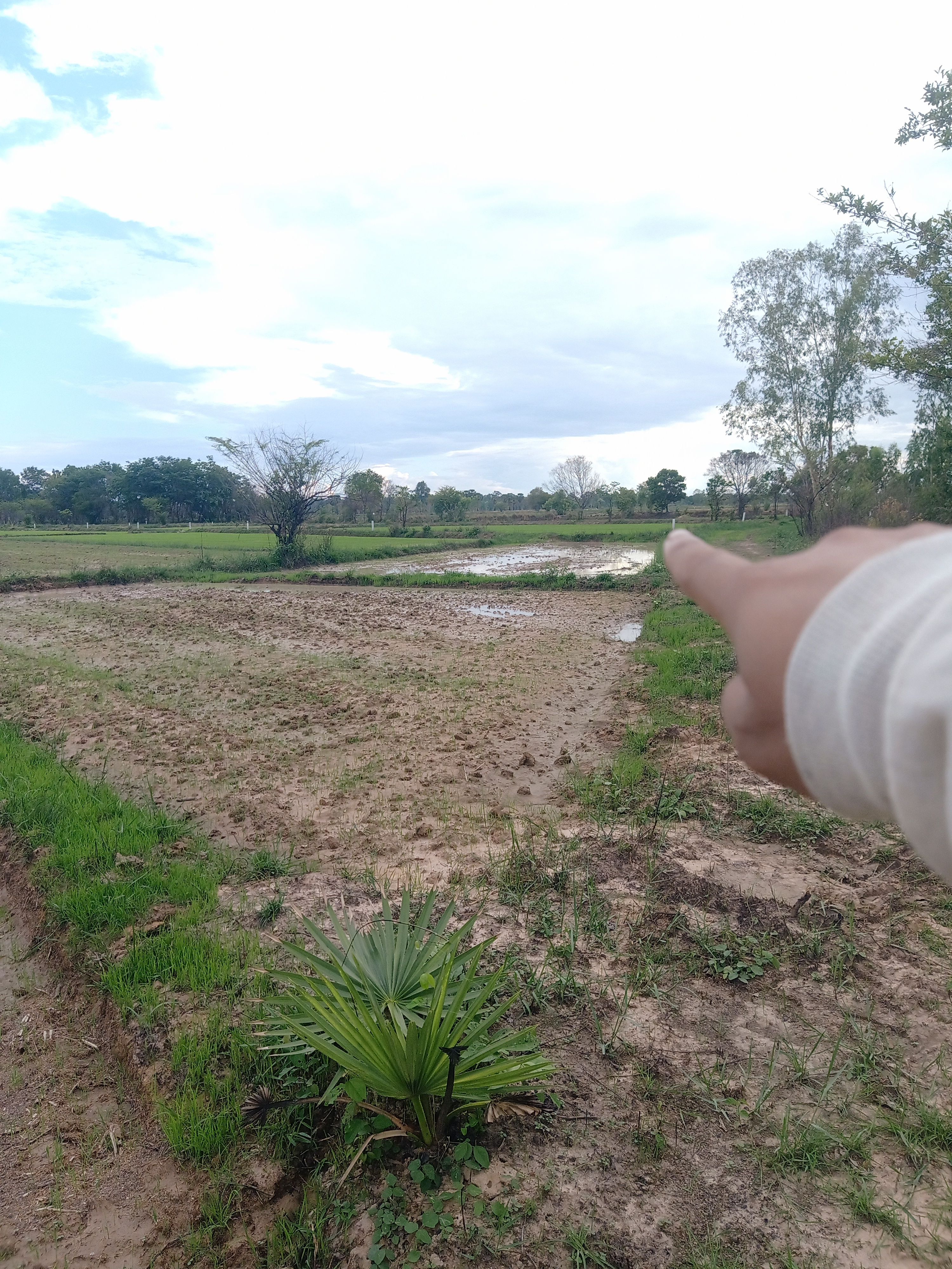 ขายที่ดิน บ้านหนองแก 