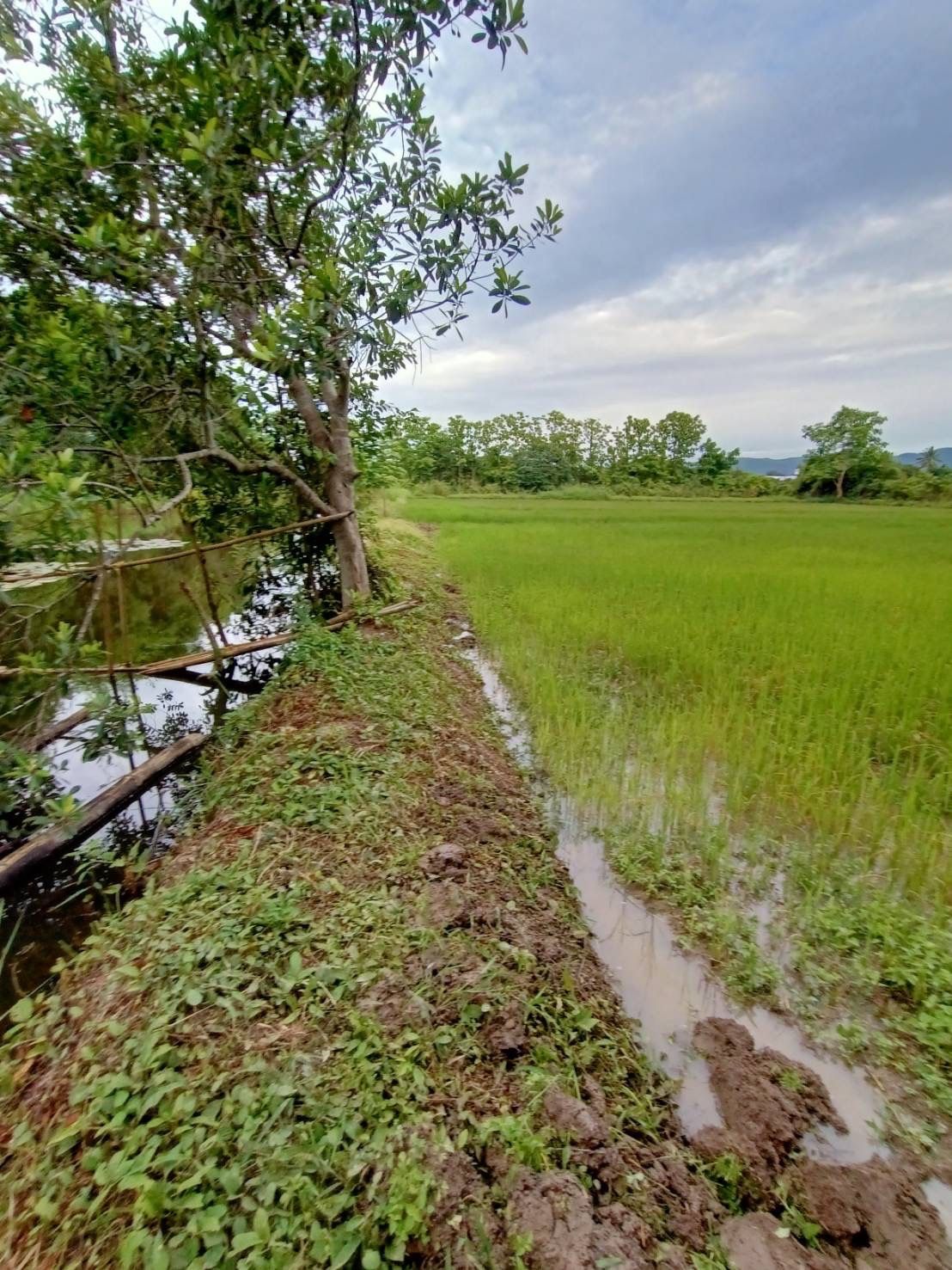 ขายที่ดินเชียงราย ใกล้เมือง