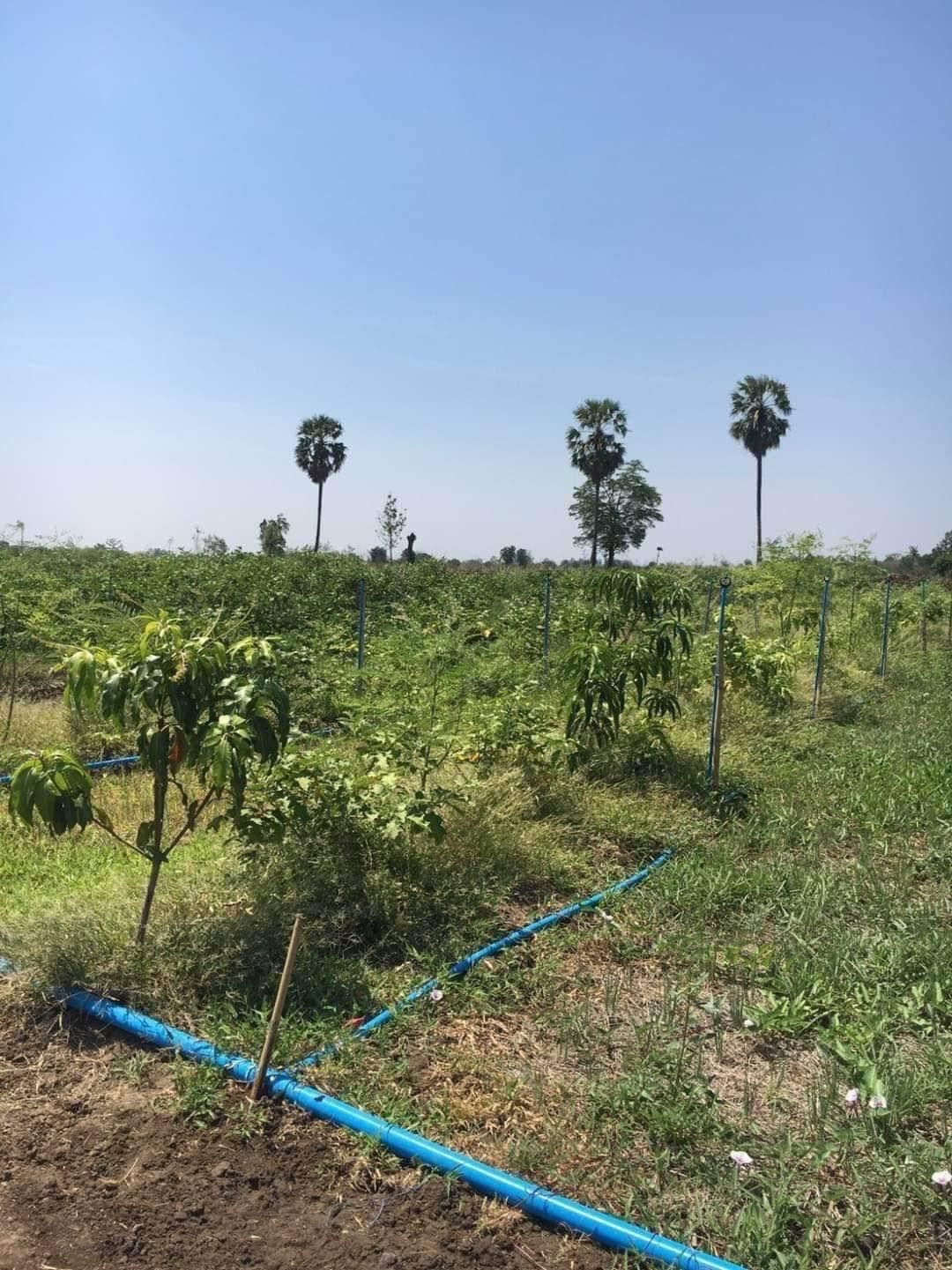 ขายที่ดินเพชรบูรณ์ วิเชียรบุรี ที่ดินมีสวนผสมติดคลอง พุเตย วีเชียรบุรี เพชรบูรณ์
