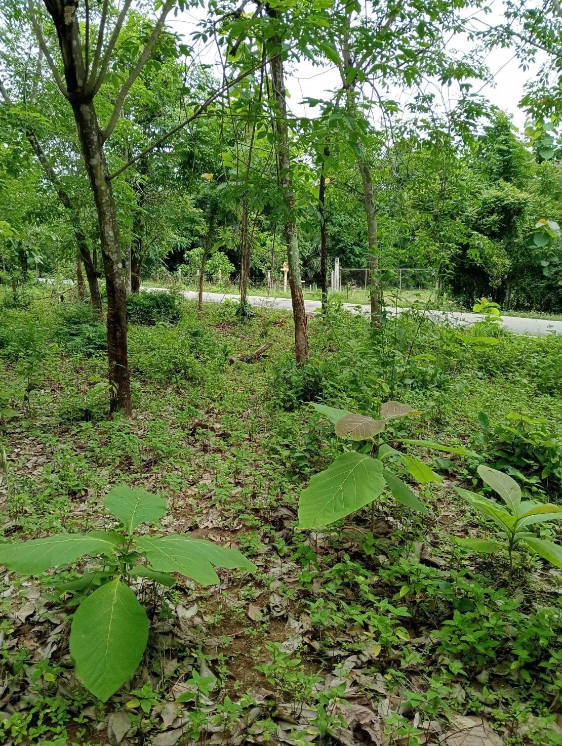 ขายที่ดินสุโขทัย ทุ่งเสลียม ที่ดิน น.ส.3ก