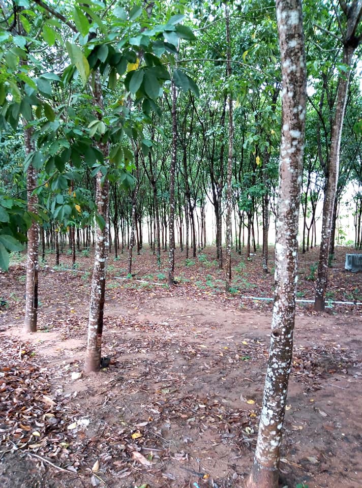 ที่ดินพร้อมสวนยางพารา​ น่าน 10-1-66.4