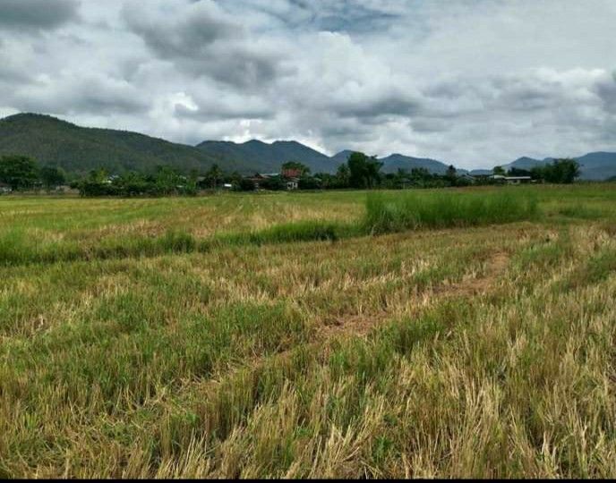 ขายที่ดิน กลางหุบเขา อ.พร้าว จ.เชียงใหม่