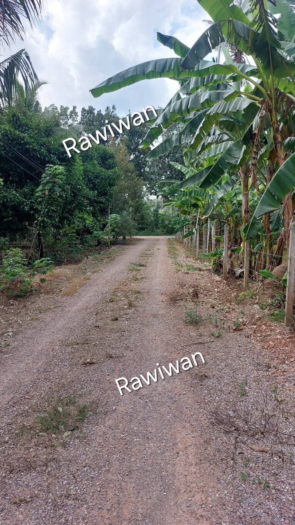 ขายที่ดินสวนทุเรียน