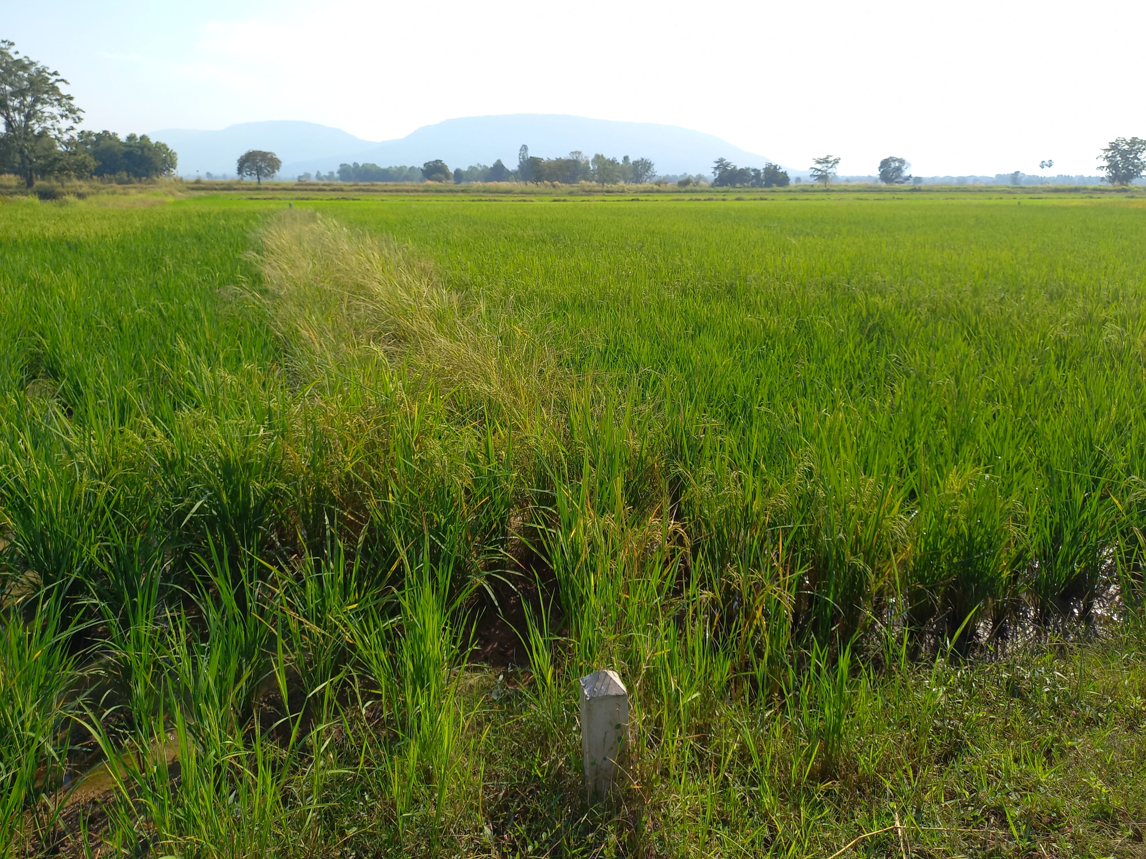 ขายที่ดิน ตำบลดอนทอง อำเภอเมือง จังหวัดพิษณุโลก