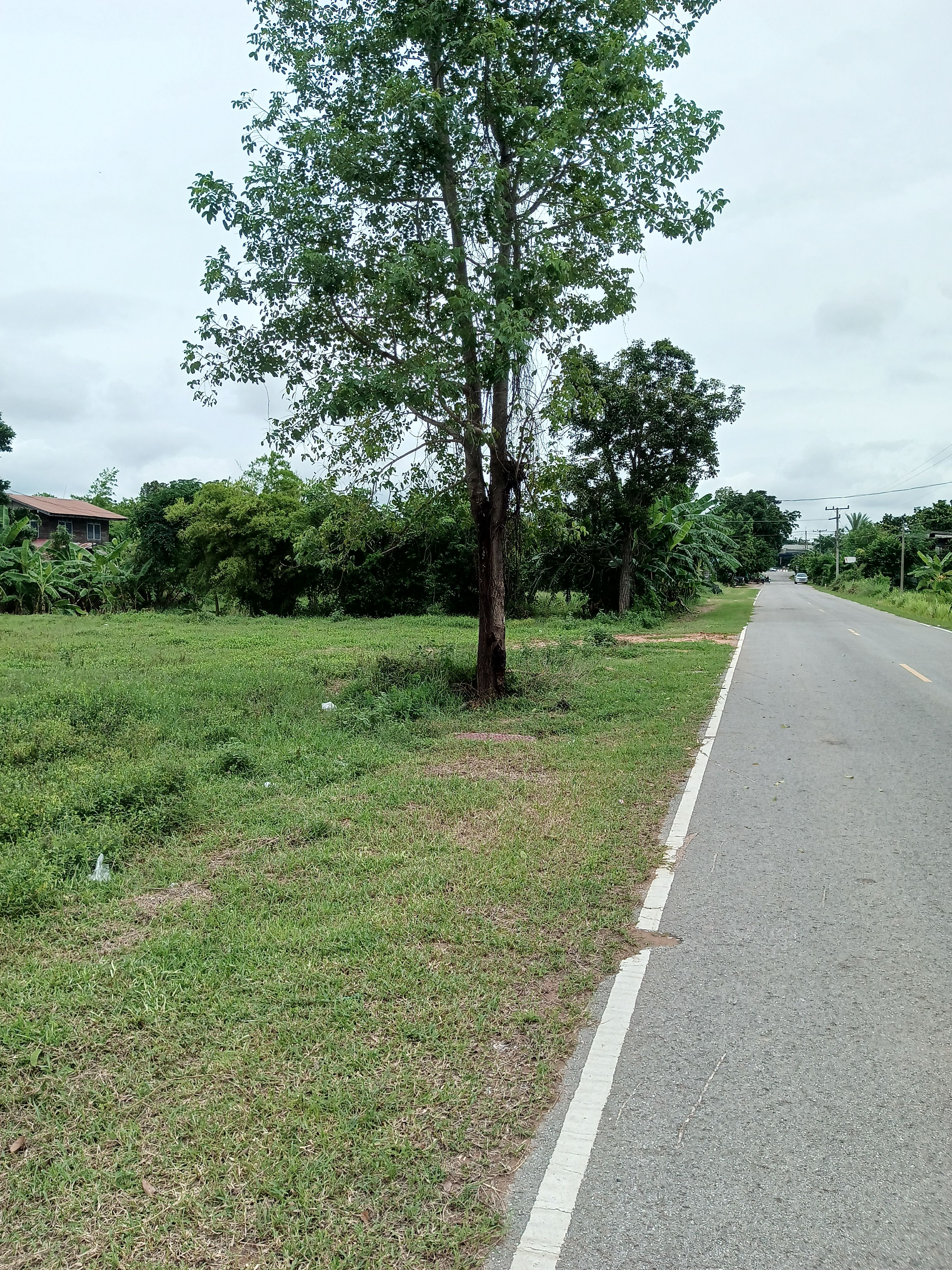 ขายที่ดินจำนวน 2 ไร่เพิ่มได้เป็น 4 ไร่ใกล้ถนนมิตรภาพเพียง 300 เมตร