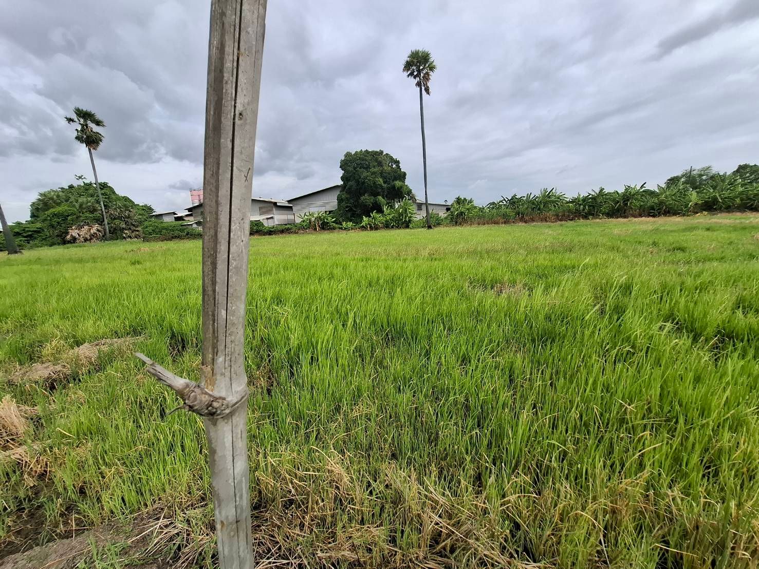 ​ขายที่ดินแปลงใหญ่สามโคก ปทุมธานี 20 ไร่เศษ ผังเมืองสีชมพู เหมาะทำโกดัง คลังสินค้า โครงการจัดสรร ติดคลอง