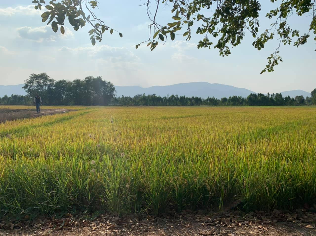 ที่ดินทุ่งนา นครสวรรค์ 21 ไร่เศษ 
