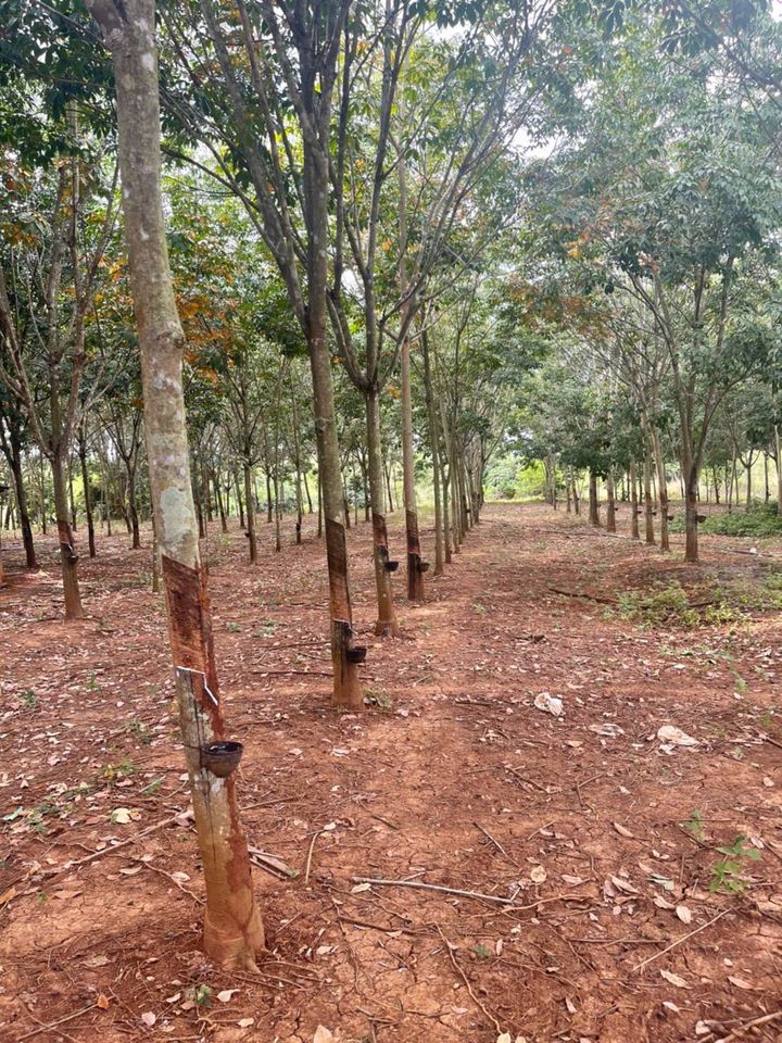 ขายที่ดิน จันทบุรี 43 ไร่