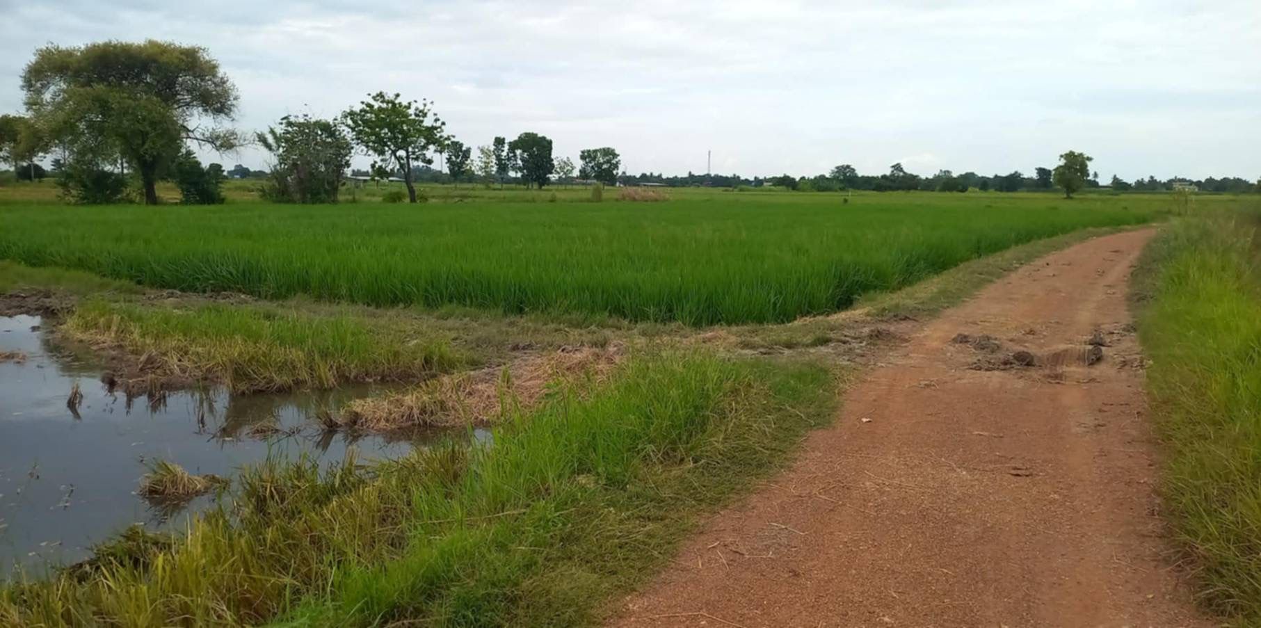 ขายที่ดินสุโขทัย ศรีสำโรง ที่ดินที่นา 7 ไร่.