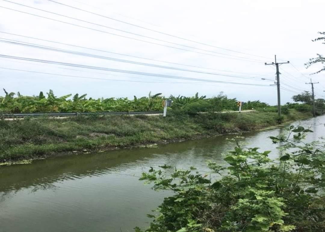 ขายที่ดินสวนผลไม้​ อ.ไทรน้อย​ จ.นนทบุรี