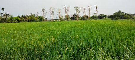 ที่ดินนา วิวสวย เชียงใหม่ 8-2-1