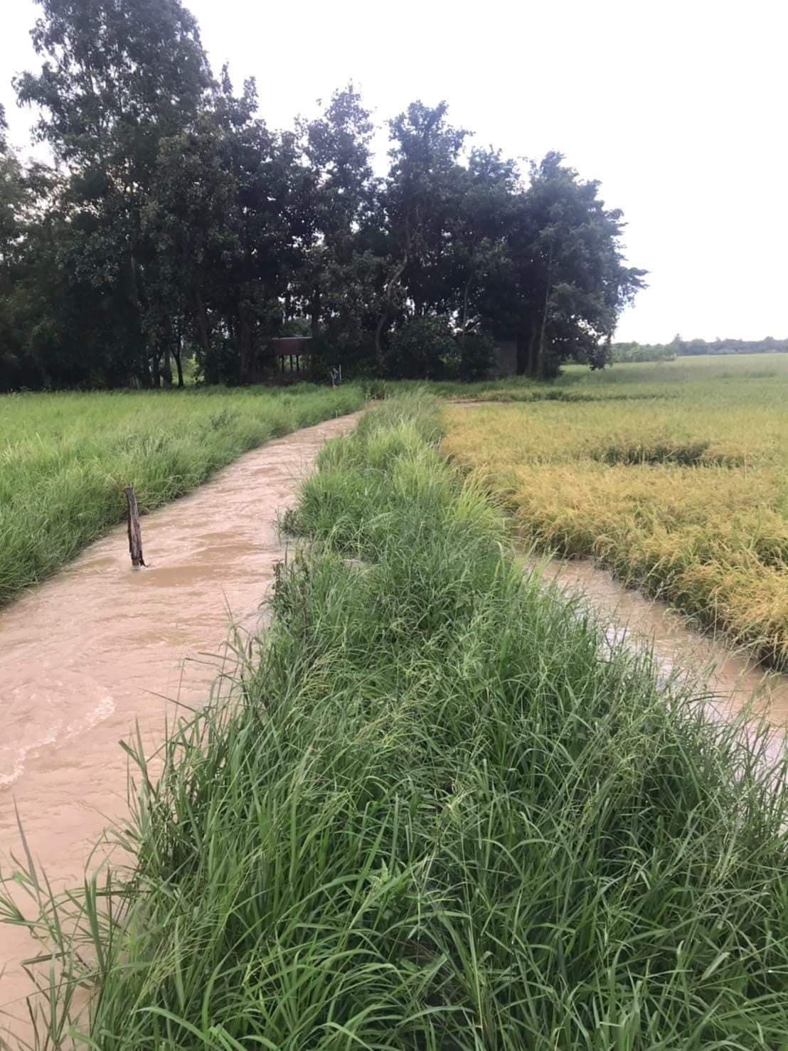 ขายที่ดิน ที่นา ปักธงชัย นครราชสีมา 8-0-0