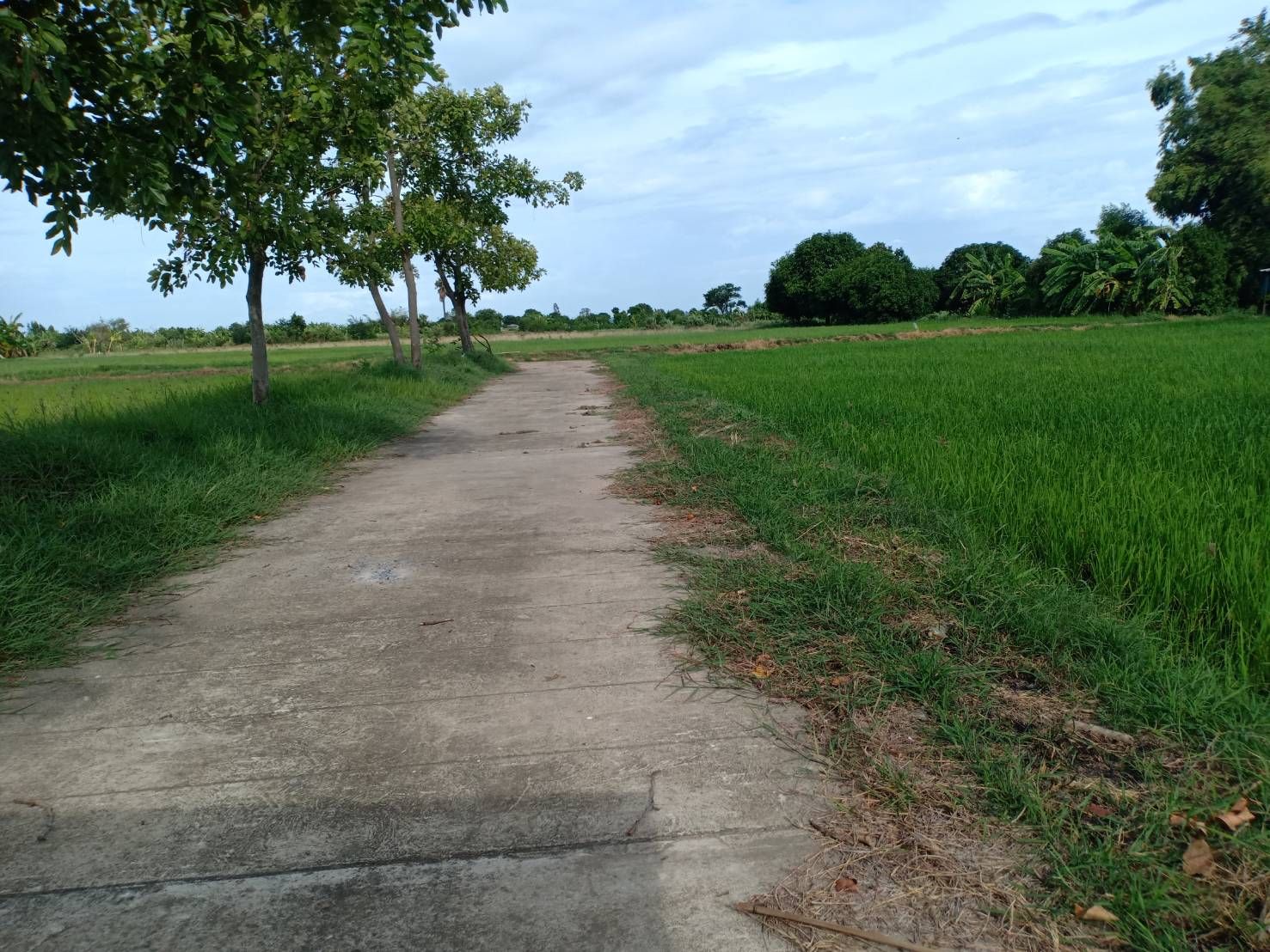 ขายที่ดิน 16 ไร่ ติดถนนมาลัยแมน อ.สองพี่น้อง จ.สุพรรณบุรี