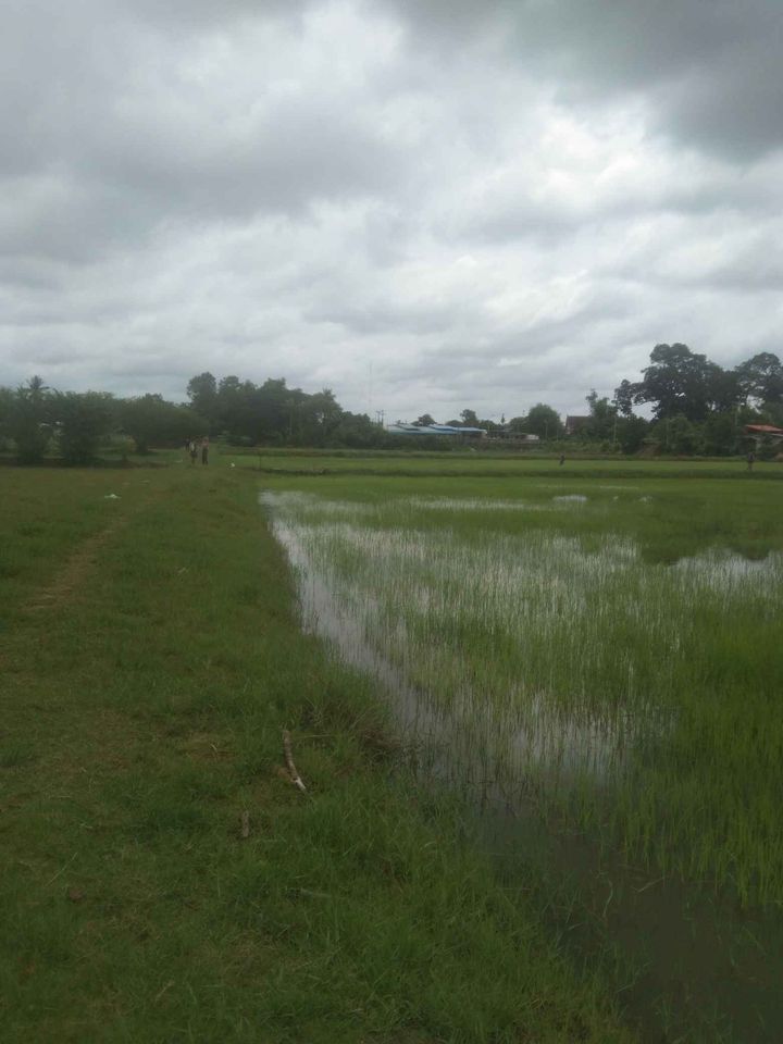 ที่นา บ้านหนองเม็ก ต.หัวเรือ อุบลราชธานี 1-0-31