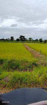 ที่ดินทุ่งนา ภูเวียง ขอนแก่น 2-3-7.3 ไร่