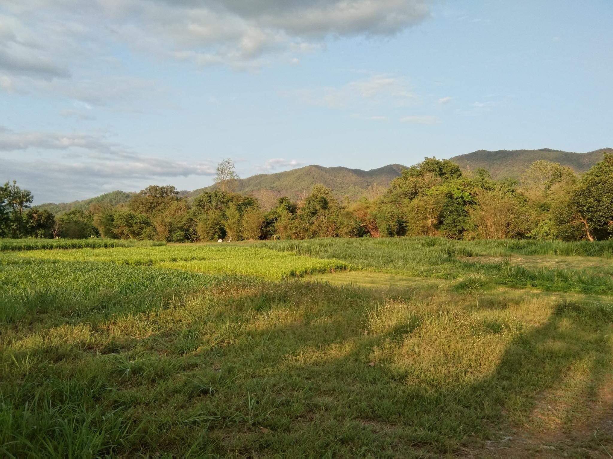 ขายที่ดิน เชียงใหม่ วิวภูเขา วิวทุ่ง 8-2-95