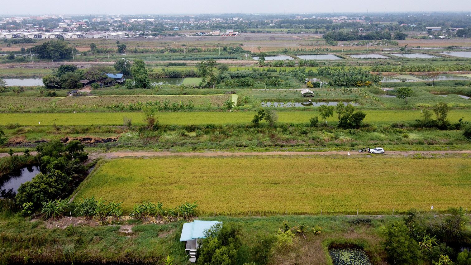 ขายที่ดินกรุงเทพฯ หนองจอก ที่ครึ่งไร่ ใจกลางหนองจอก ถูกกกว่าแปลงข้างเคียง 600,000 บาท