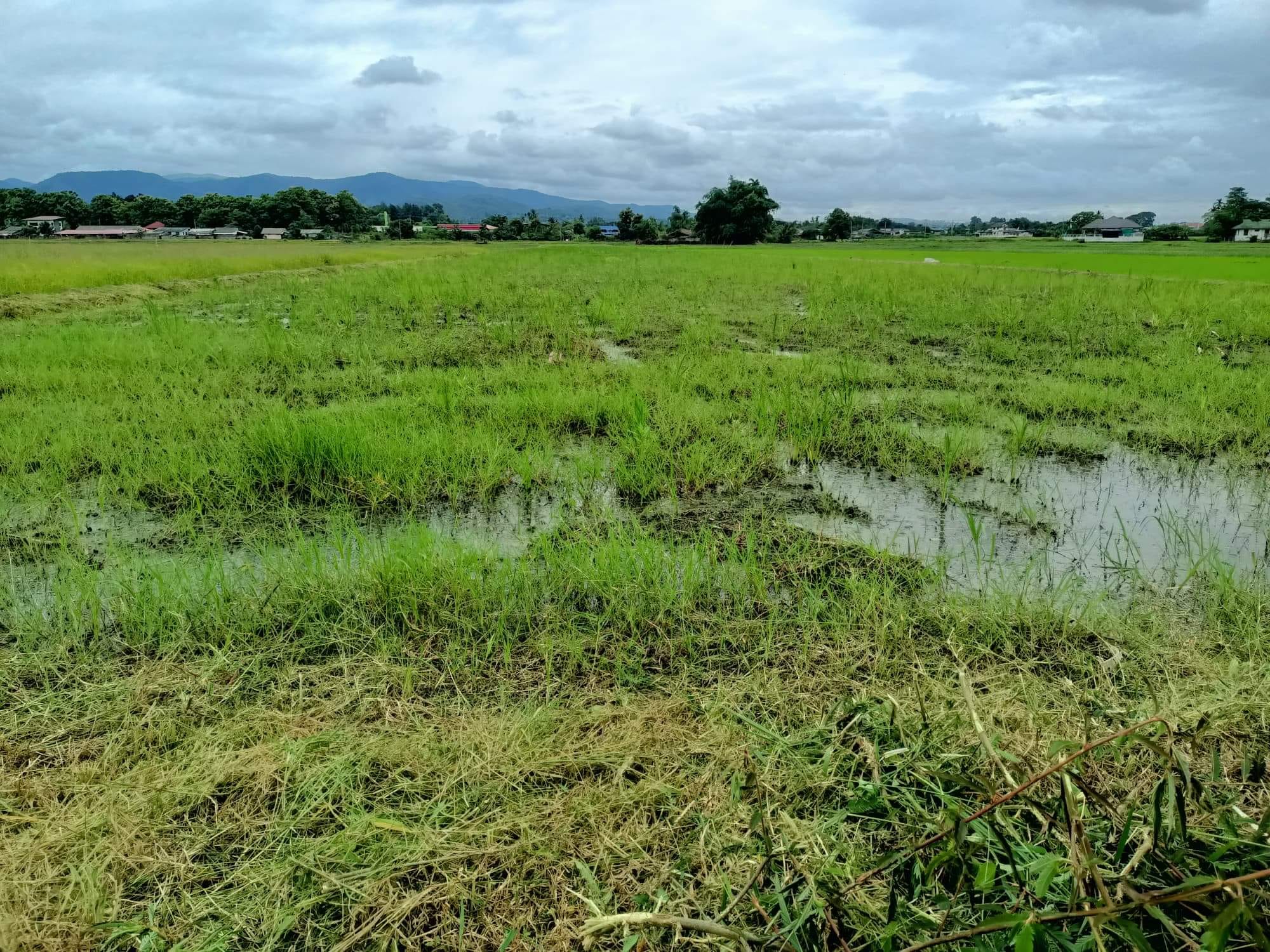 ที่ดิน วิวสวยใกล้เมือง ที่ดินตั้งอยู่โซนอำเภอสันทราย เชียงใหม่ 4-1-97 ไร่