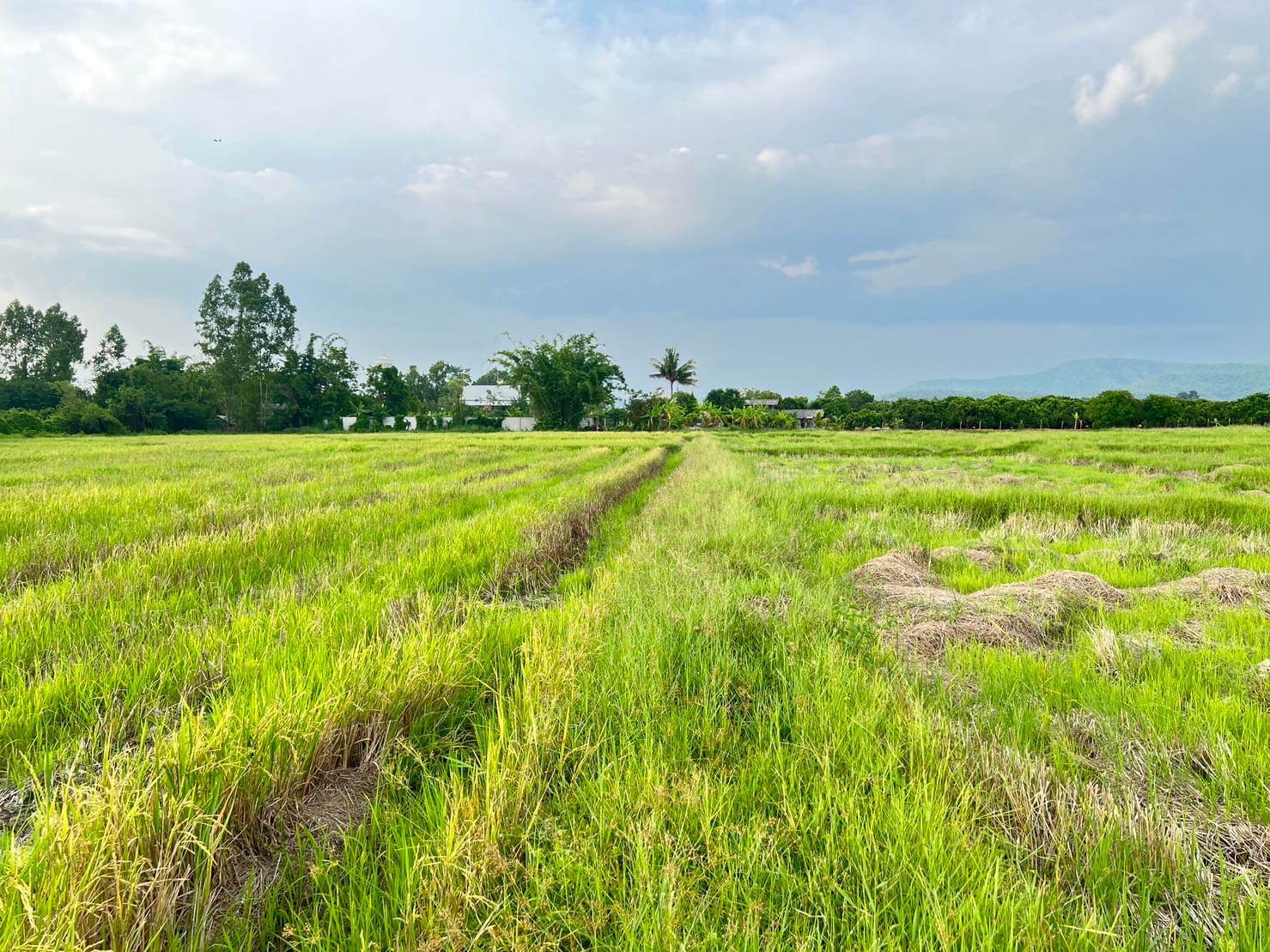 ที่ดินใกล้เทศบาลตำบลห้วยทราย สันกำแพง เชียงใหม่ 