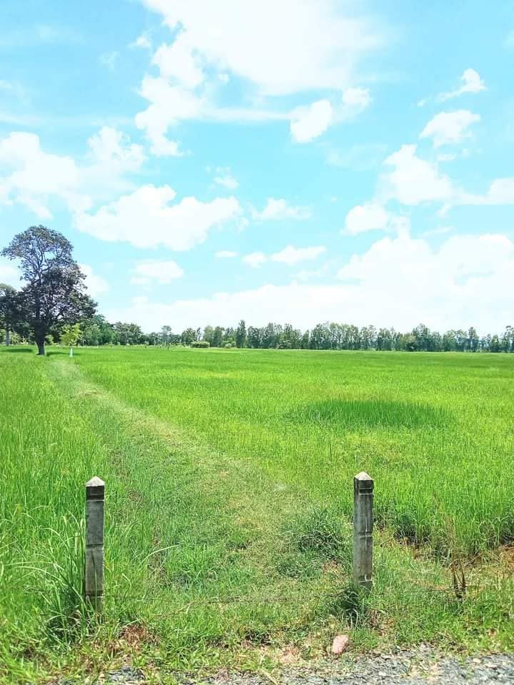ขายที่นา ราคาประเมิน บุรีรัมย์ 5-3-57
