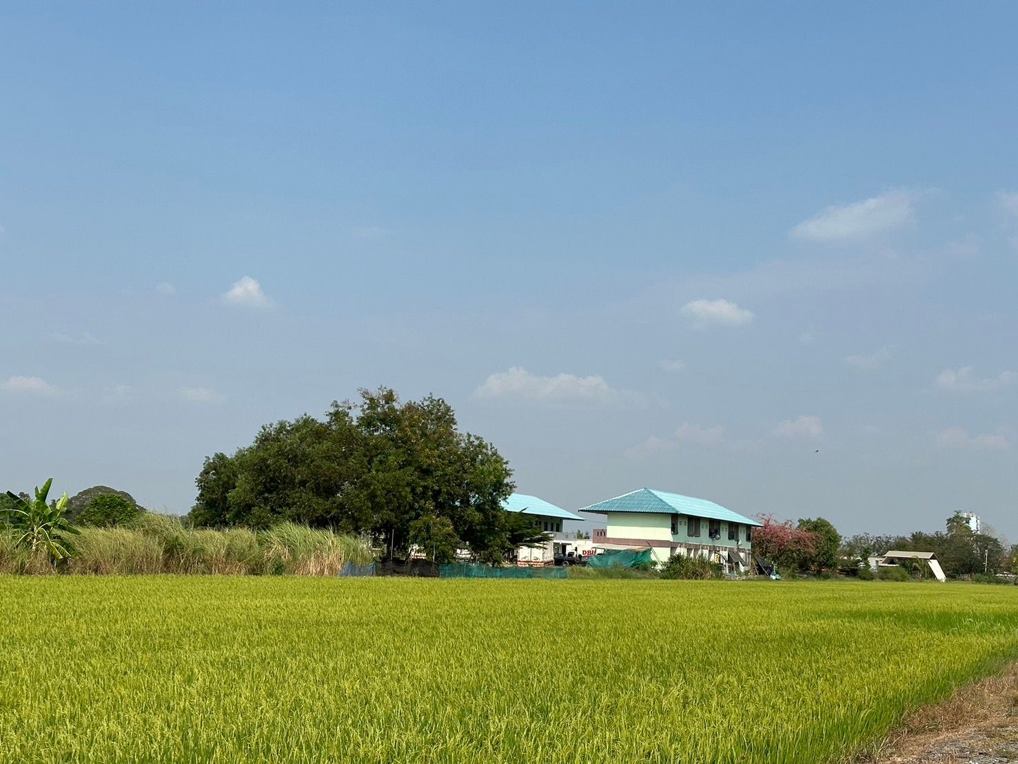 ขายที่ดินปทุมธานี ที่ดินพร้อมสิ่งปลูกสร้าง ตัวที่ดินอุดมสมบูรณ์ ลงทุน หรือ ปลูกบ้านได้ คลองหลวง ปทุมฯ 10-0-0