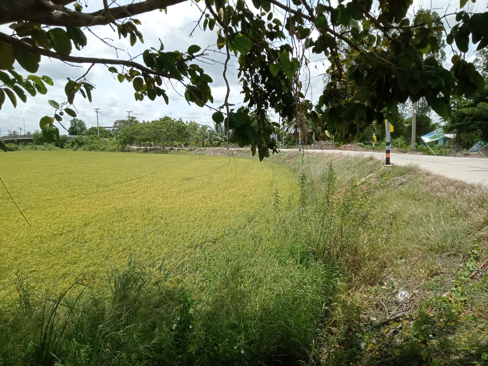 ขายที่ดินแปลงสวยด้านหลังติดคลอง นครปฐม 3-3-81