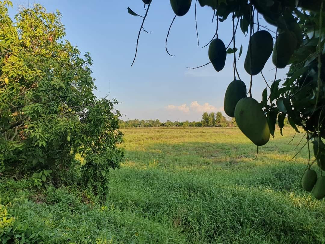 ขายที่ดิน 63 ไร่ สวนมะม่วง ไร่นา