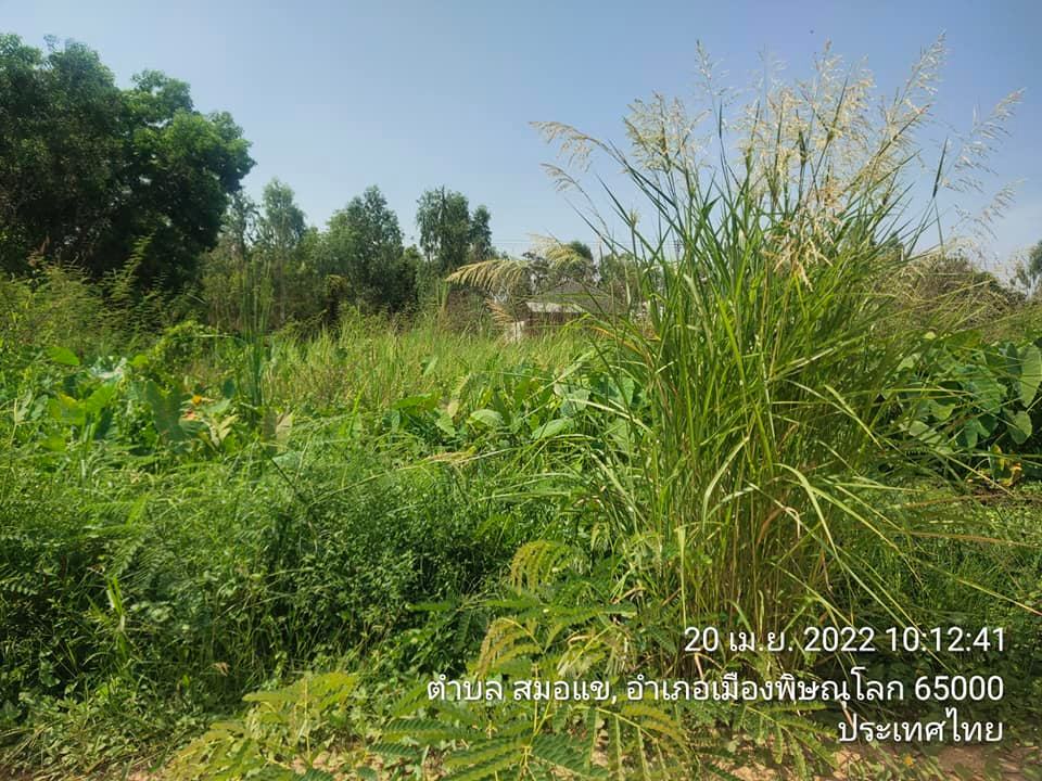 ที่ดินเปล่า อ.เมือง พิษณุโลก 50.5 ตรว.