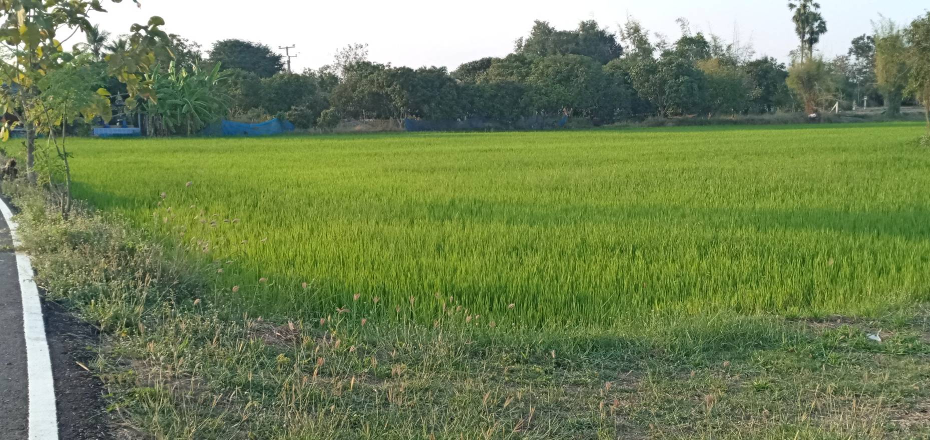 ที่นาทำเกษตร สุพรรณบุรี 9-2-56