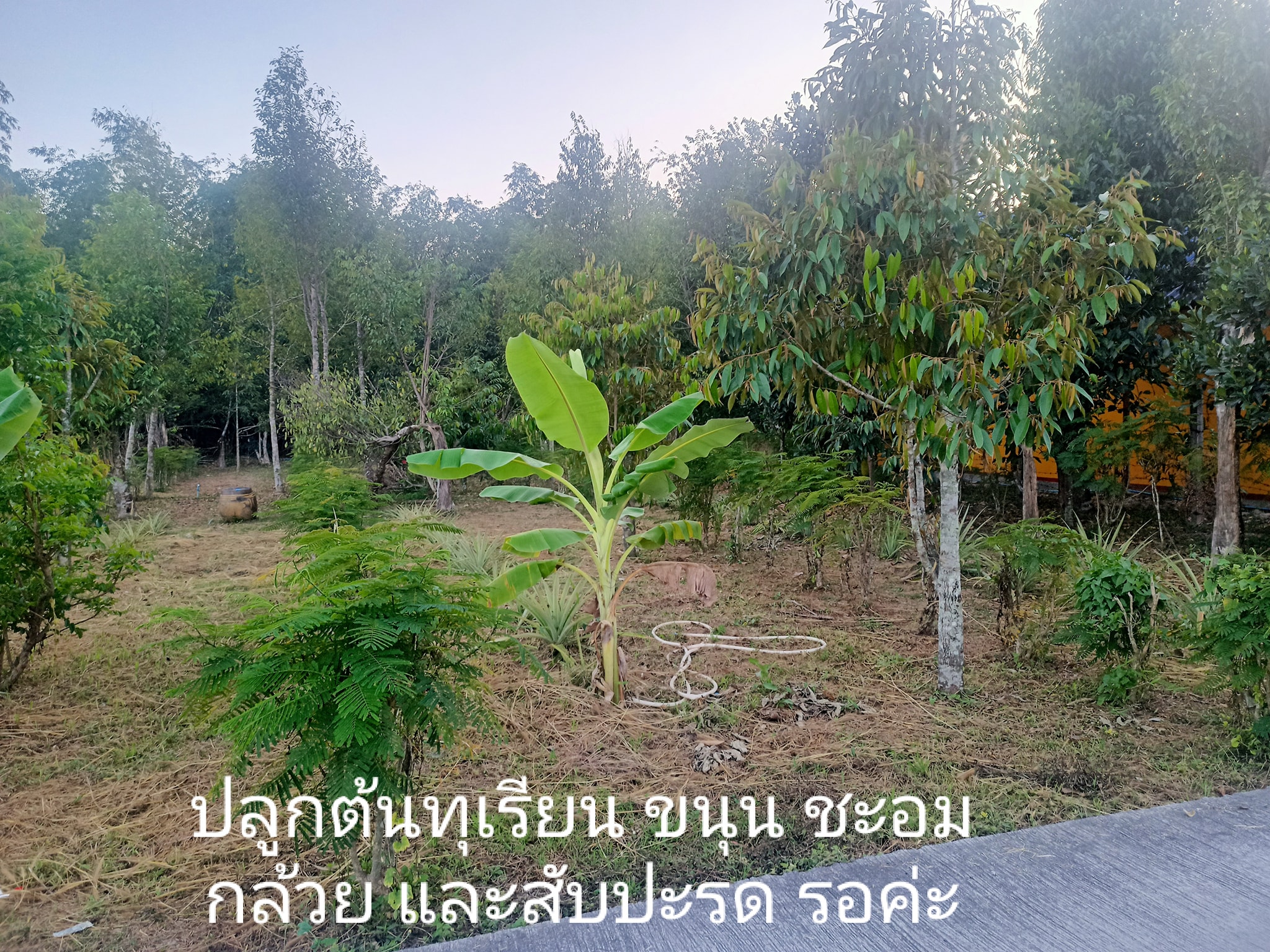ที่สวนวิวเขาชัดเจนใกล้สนามกอล์ฟ  1 ไร่ นครนายก