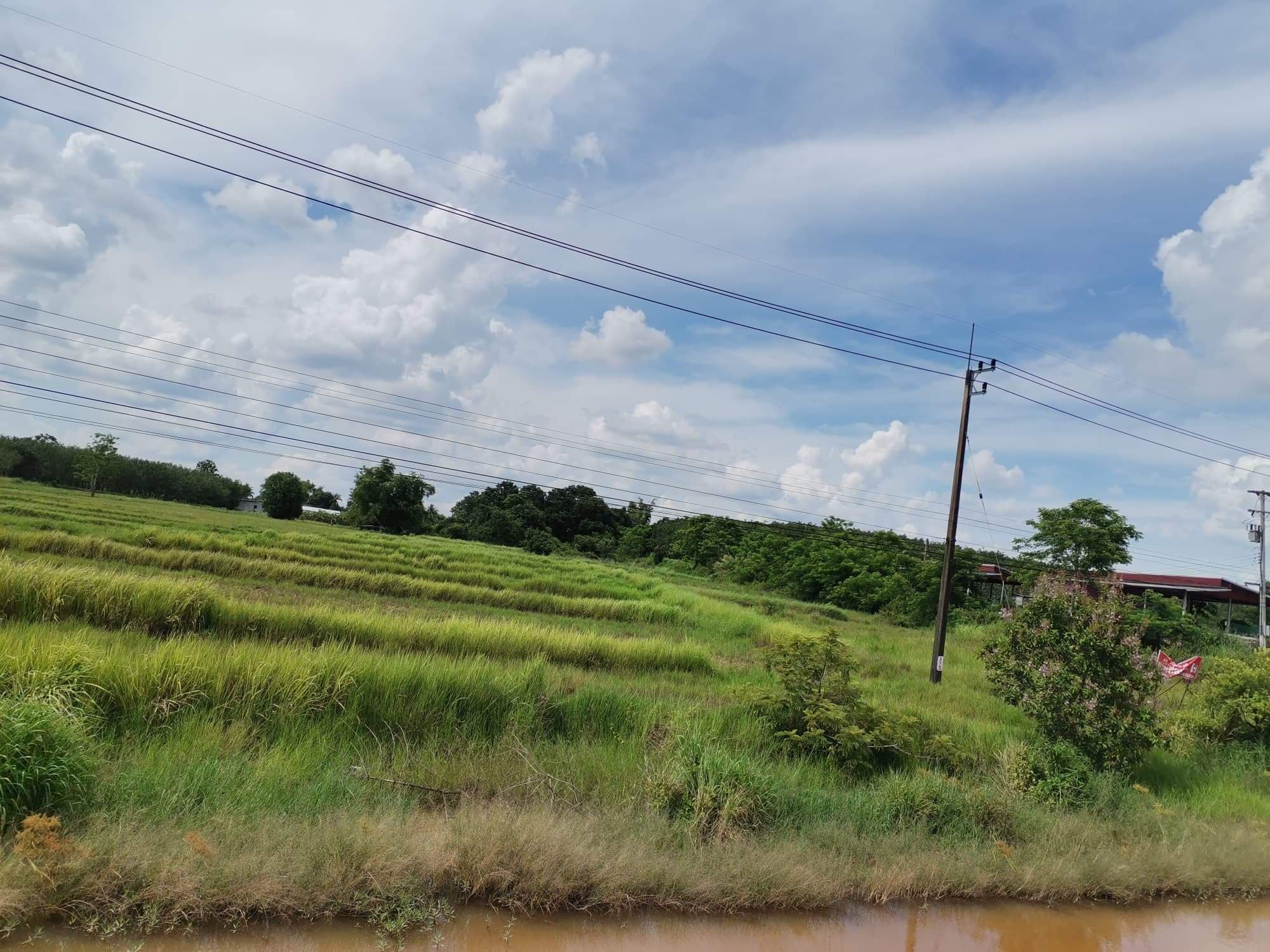 ขายที่ดินเปล่า อ.เมืองบึงกาฬ 8-1-0