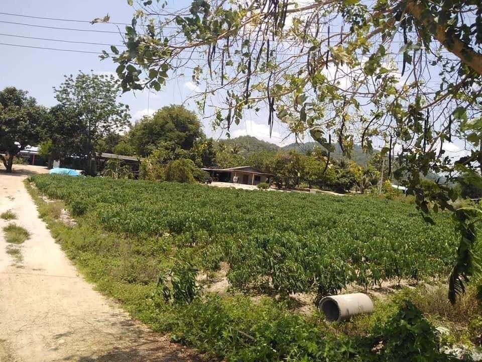 ขายที่ดิน บ้านบึง ชลบุรี 2 งาน